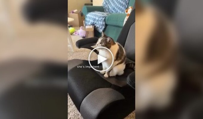 A cat asks its owner to turn on cartoons for her