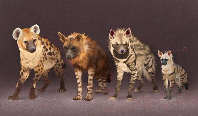 Other hyenas: not everyone knows about the existence of these species! (5 photos)