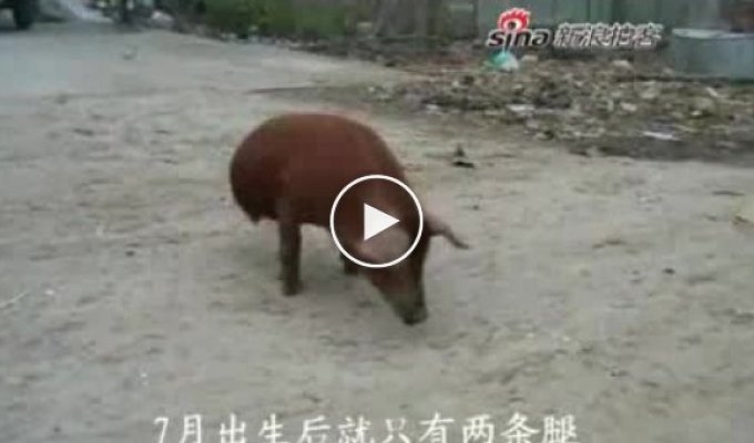Свинья ходит на передних лапках