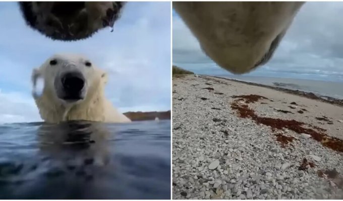 Scientists attached cameras to polar bears for an experiment (6 photos + 1 video)