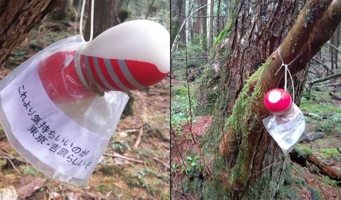 В Японии неизвестный развесил мастурбаторы в лесу самоубийц (4 фото)