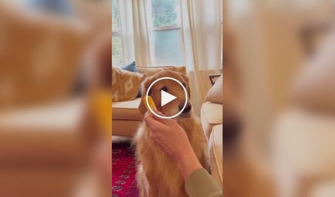 Девушка притворилась спящей, чтобы посмотреть, съест ли пес сыр в ее руке