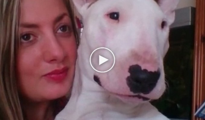 Watch how your bull terrier changes when he hears his favorite song. This is just a sight for sore eyes!