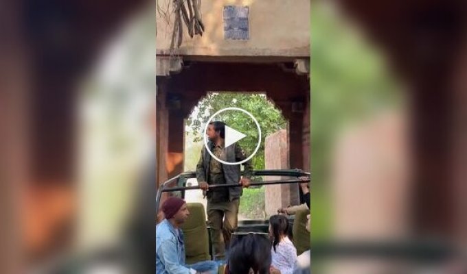 Тигр перепугал туристов своим появлением