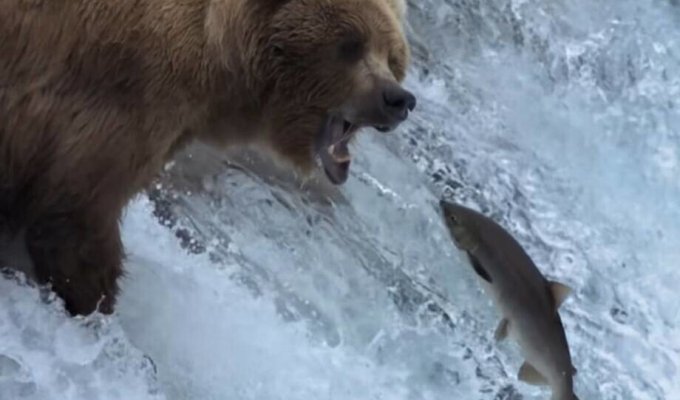 How bears catch fish (3 photos + 1 video)