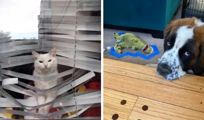 15 hooligan pets that were caught right at the crime scene (16 photos)