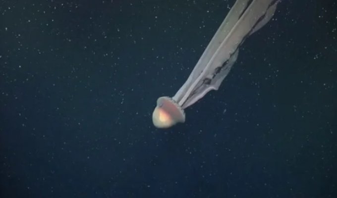 Ученые сняли на  видео гигантскую призрачную медузу (10 фото + 1 видео)