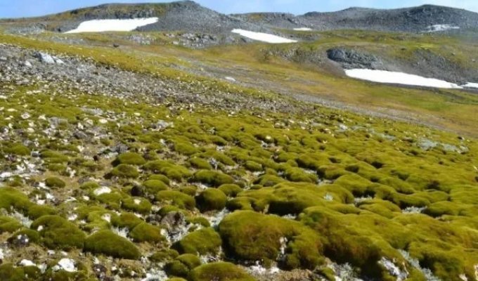 Antarctica has begun to turn green (3 photos)