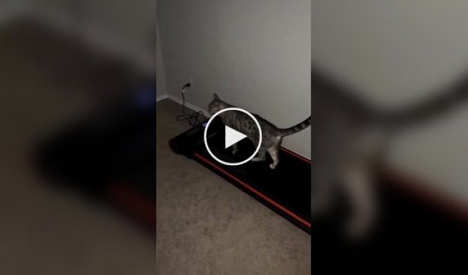 The cat mastered the owner’s treadmill