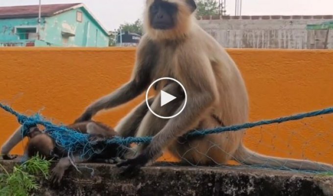 Неравнодушный мужчина спас обезьянку