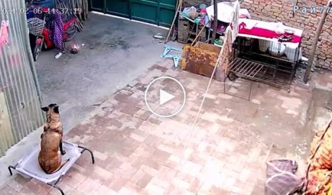 A quick-witted dog turned off the power to the scooter's charger and prevented a fire.