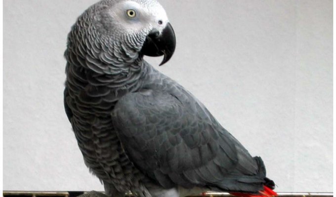 Никогда не заводите этих попугаев, если не хотите оказаться за решеткой (4 фото + 1 видео)