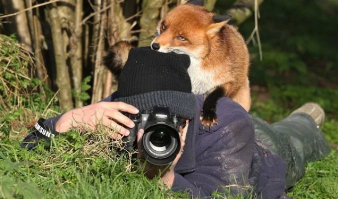 Wild animals prevent photographers from doing their job (10 photos)