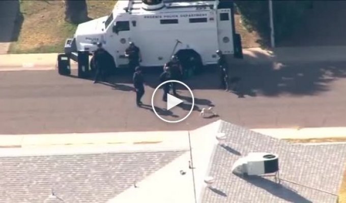Злобный мопс бросается на полицейского пса