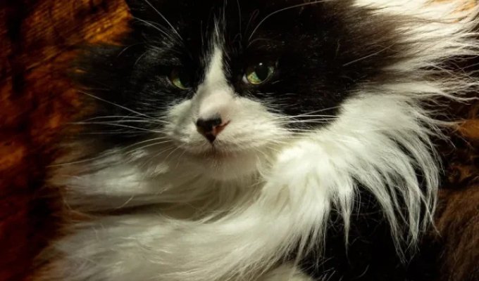 Фотографии животных, которые будто бы сошли с полотен эпохи Возрождения (20 фото)