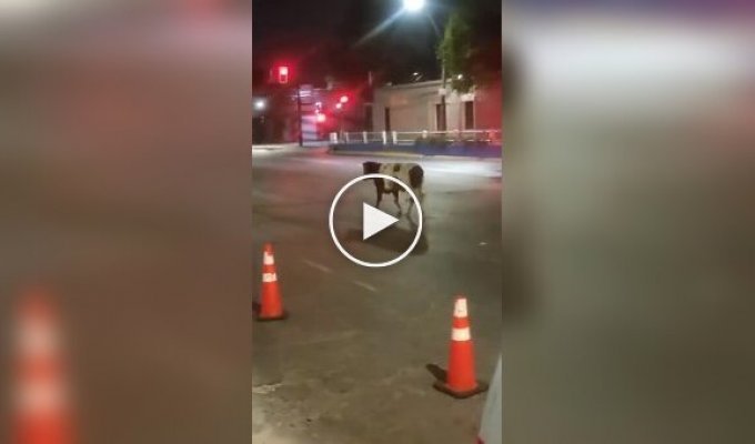 В«Чилі корова, що втекла від господарів, збила з ног поліцейського, який намагався зловити її