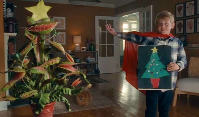 Funny video about a boy who got an unusual Christmas tree (3 photos + 1 video)