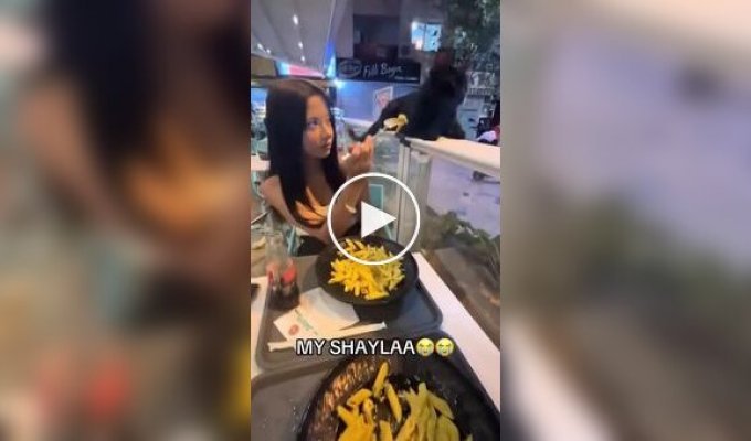 Кошка проучила девушку, дразнившую ее макаронами в ресторане