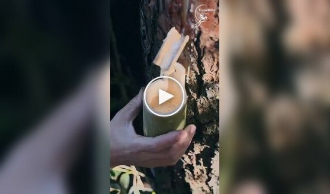 Как в древнем Китае изготавливали кисти