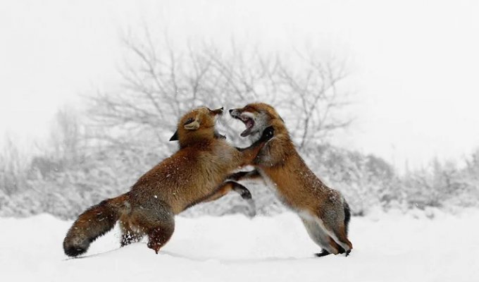 Зачем лисы открывают рты и встают на задние лапы, когда ссорятся (7 фото)