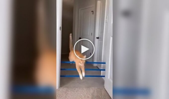 Наскільки високо може стрибнути кішка