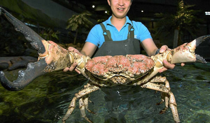 Giant Tasmanian crab (6 photos)