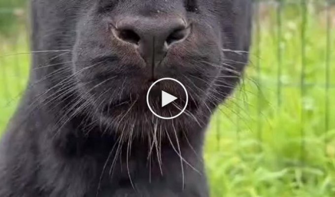 What happens if you press a panther's nose?
