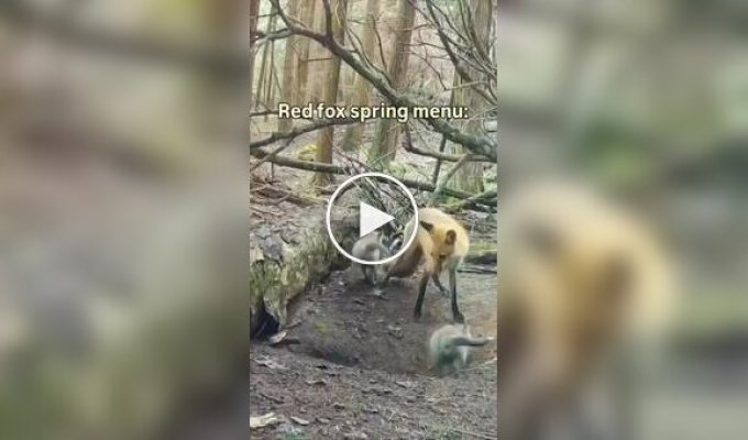 A camera trap in the forest showed a fox bringing prey to her cubs