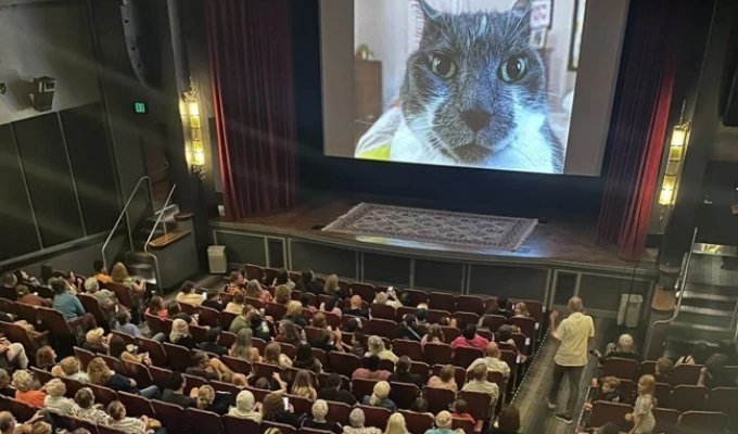 З мемів про кішок зібрали цілий фільм (2 фото + 1 відео)