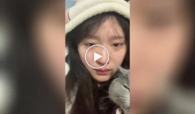 На видео попало доказательство того, что котики незаменимы в быту