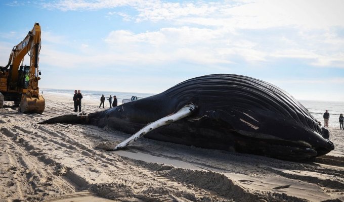 На берег пляжа в Лонг-Айленда выбросило тушу 10-метрового горбатого кита (6 фото)