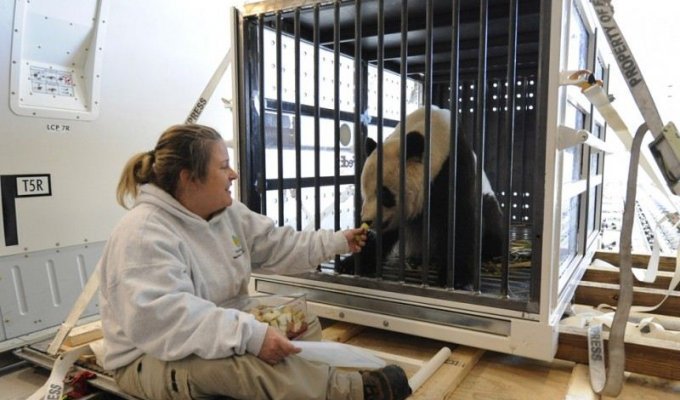 Прощание с пандами (19 фото)