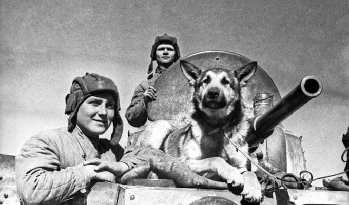 Знаменитый пёс-сапёр Джульбарс (9 фото)
