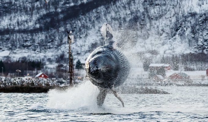 Stunning photos of whales and killer whales off the coast of Norway (22 photos)
