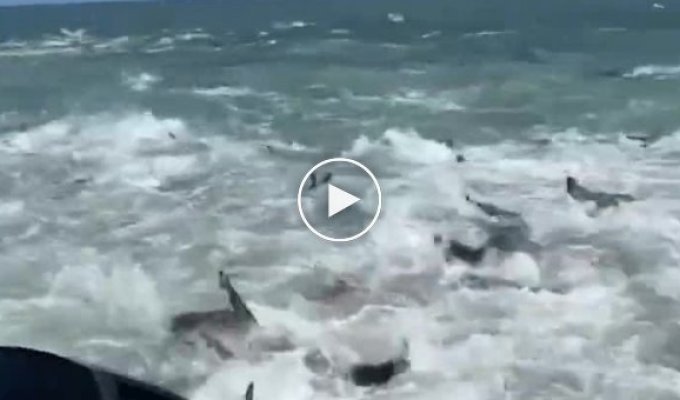 Рыбаки из Луизианы стали свидетелями охоты десятков акул
