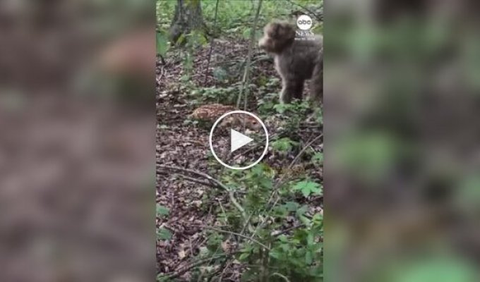 Собака не заметила олененка