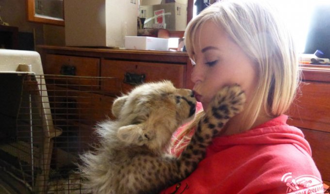 Она спасла котенка гепарда от охотников за трофеями, и он стал её лучшим другом (13 фото)