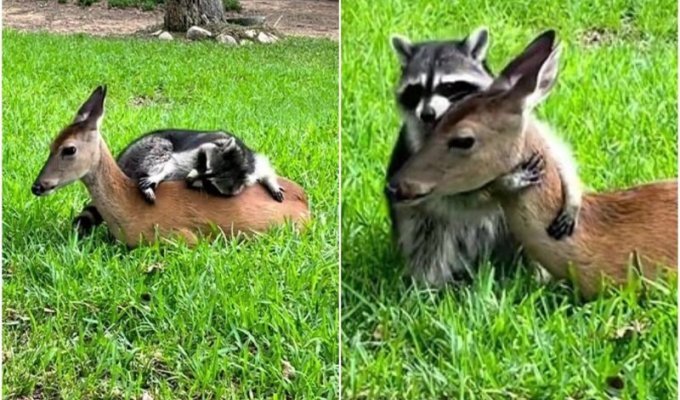 Трогательная дружба спасённого енота и оленя умилила соцсети (9 фото + 1 видео)