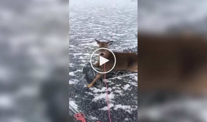 Мужик на коньках спас оленят