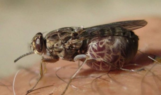 Tsetse fly (13 photos)
