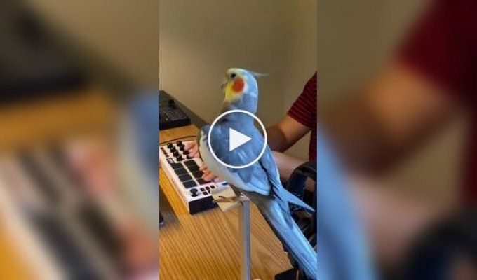 Beatboxing parrot