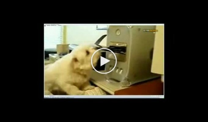 Собака против СД-привода