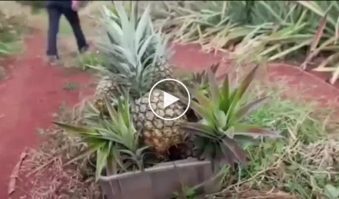 Раскрыта страшная тайна ананасов