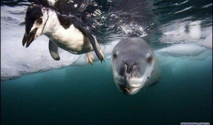 Морской леопард - охотник на пингвинов (16 фото)