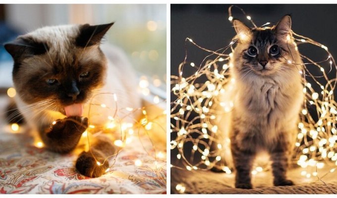 The magic of lights and cats (26 photos)