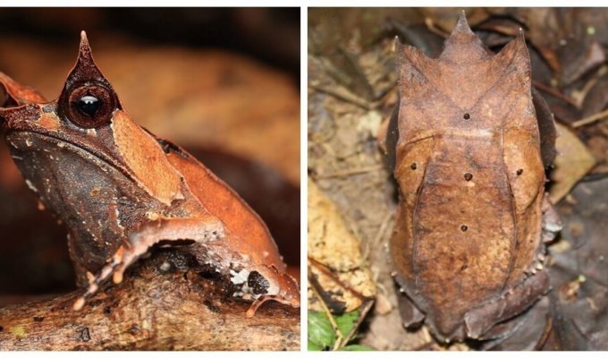 Гуру маскування – малайська рогата жаба (6 фото)