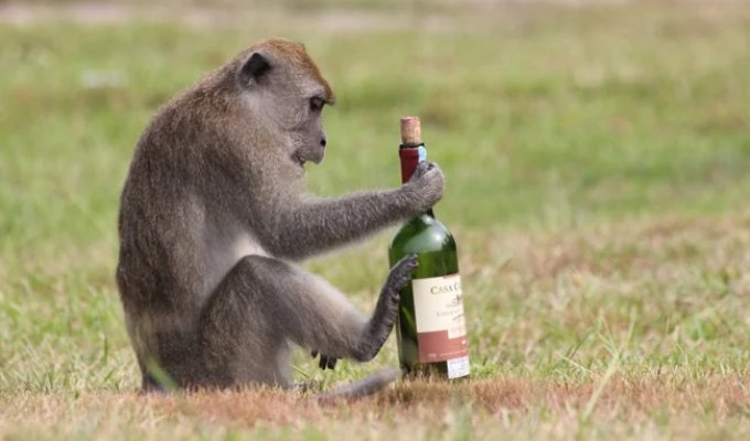 Don't Get Drunk, but Survive: Clever Ways Wild Animals Use Alcohol (9 Photos)