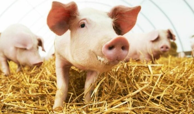 Людям могут начать пересаживать сердца свиней уже через 3 года (3 фото)