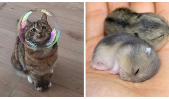 20+ моделей, фотогеничности которых можно только позавидовать (21 фото)