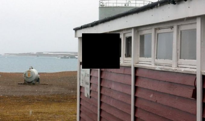 Незваный гость в гостинице на острове Шпицберген (5 фото)